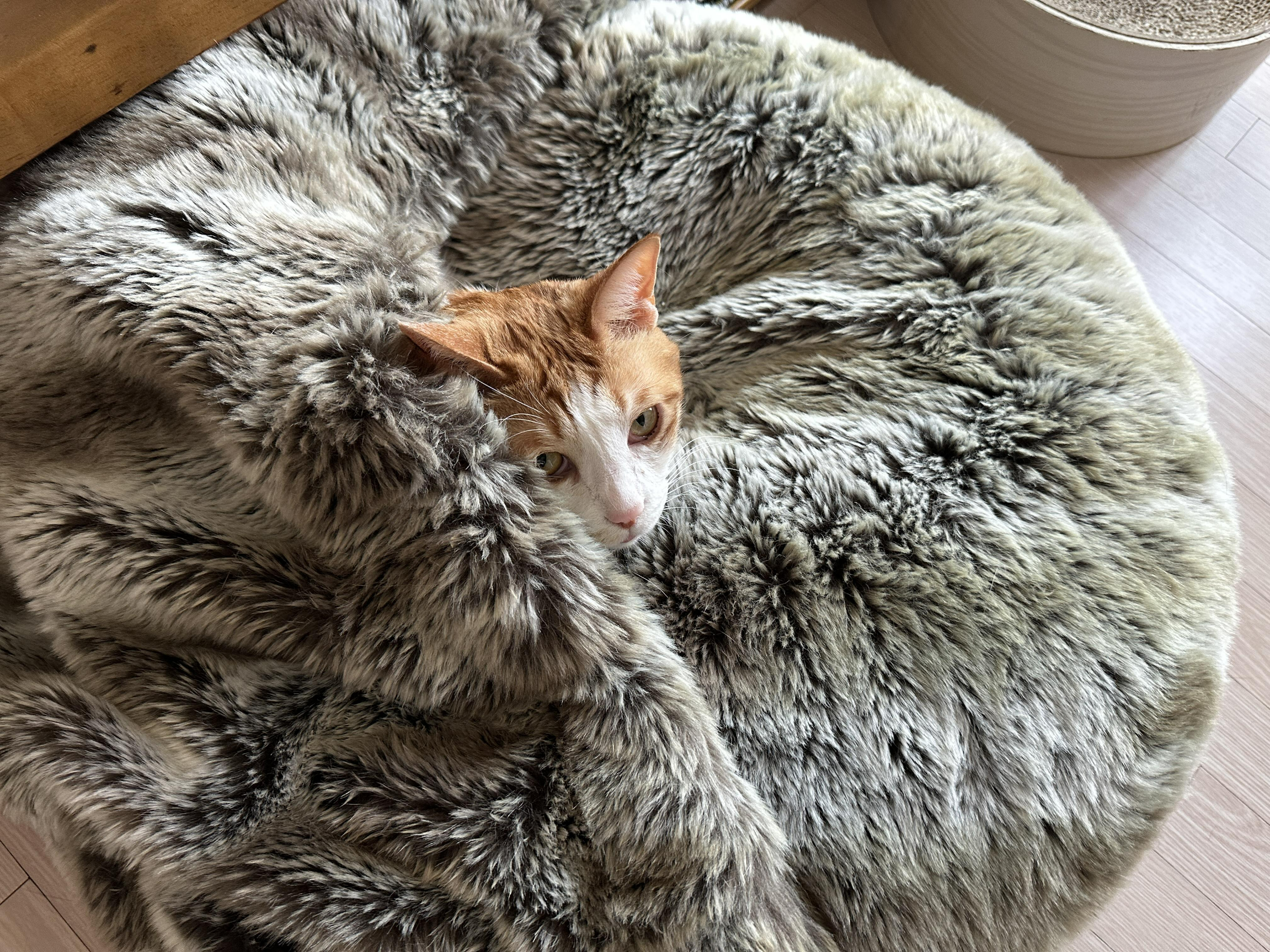 방석에_파묻혀있는_치즈냥이_막둥이