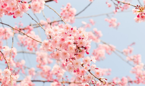 수원 벚꽃명소 추천
