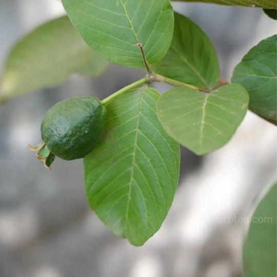 재배되고 있는 구아바 열매와 잎