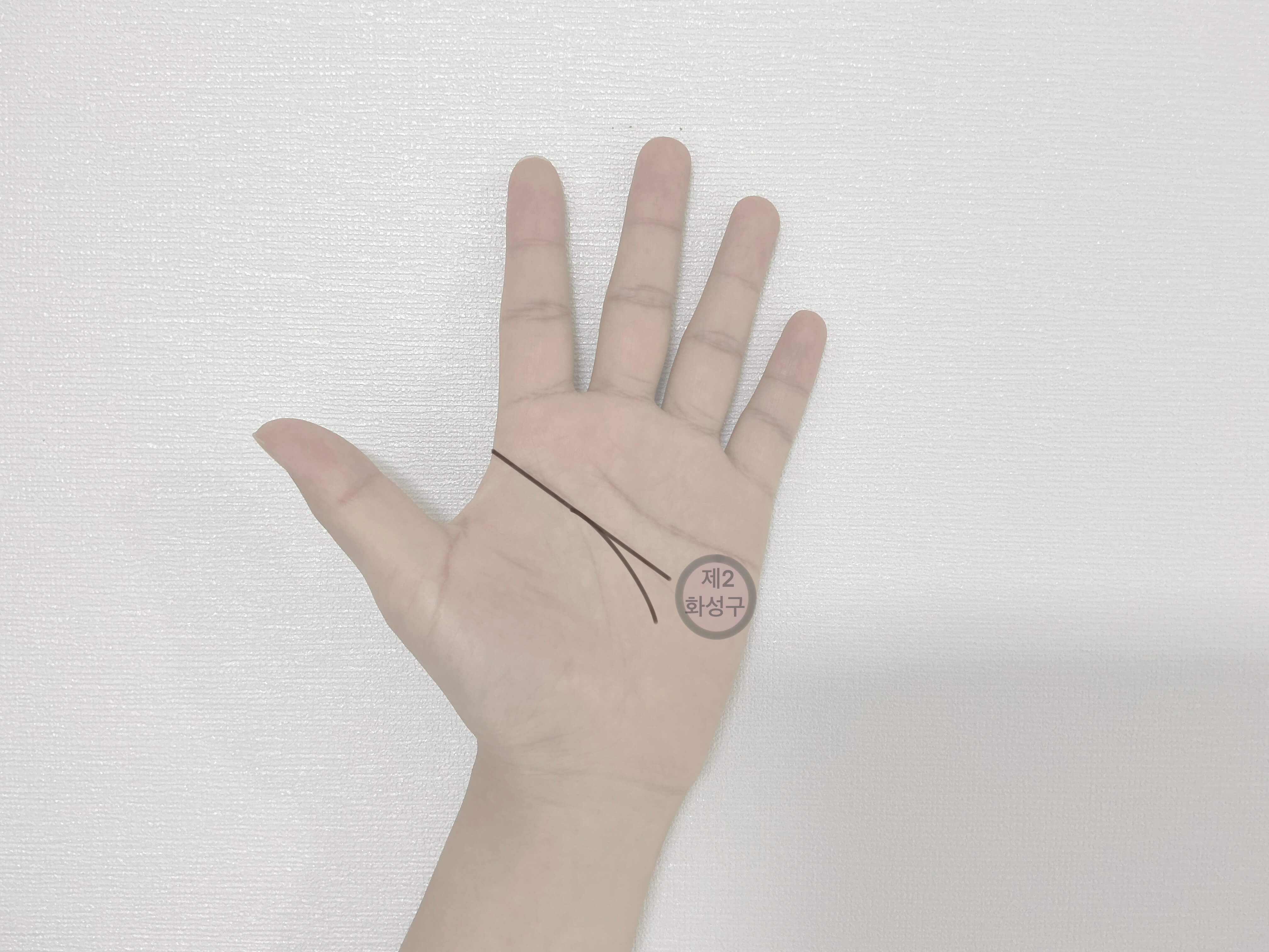 두뇌선 형태