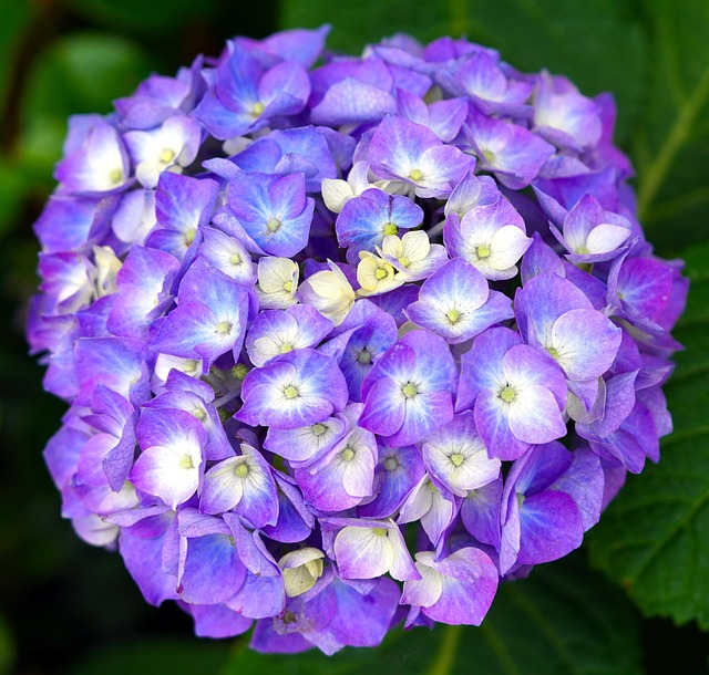 마노르블랑 수국축제