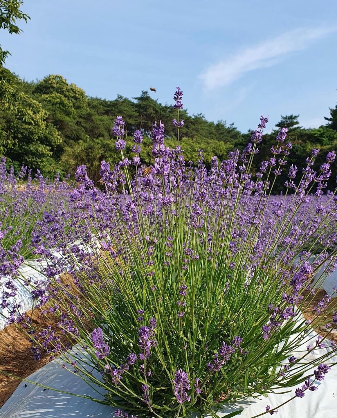 고창청농원 라벤더시즌