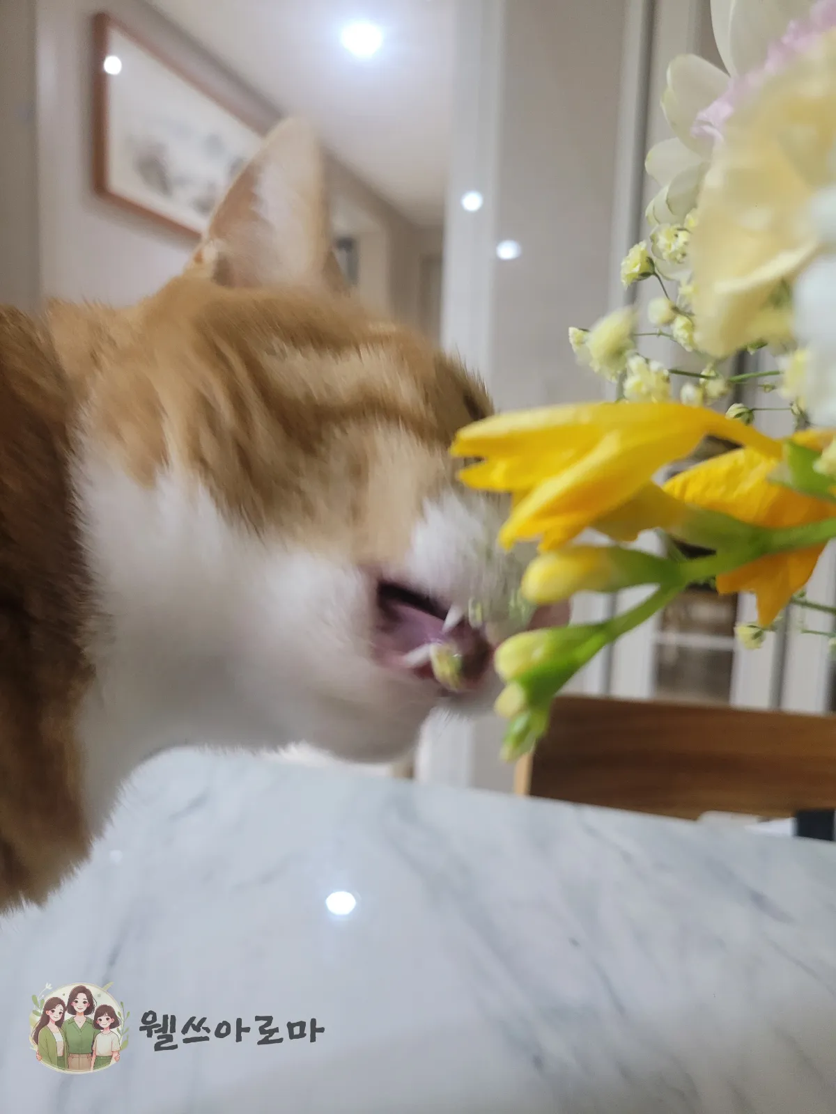 꽃먹는고양이-보리-프리지아-안개꽃