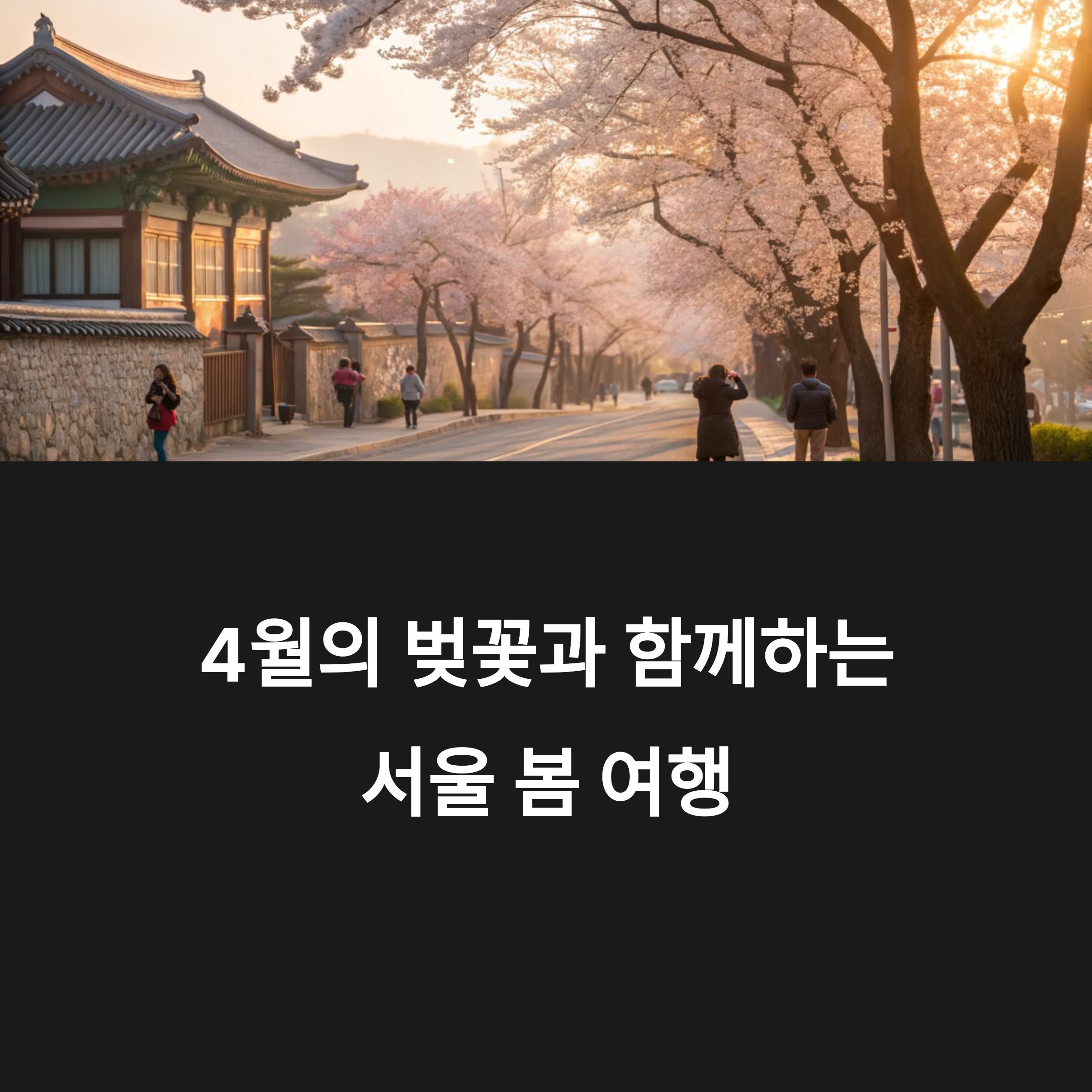 강동구 거리에 활짝피어 있는 벚꽃나무 가로수