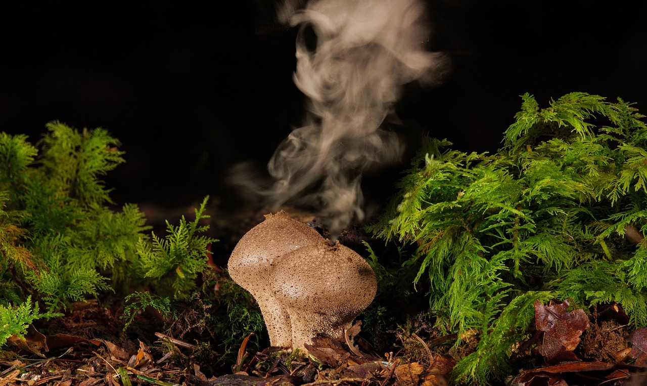 상황별 곰팡이 제거 방법 BEST 5: 반지하·화장실·벽지 등 맞춤 가이드