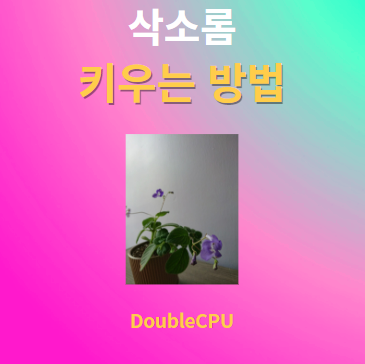 삭소롬 키우기 물주기