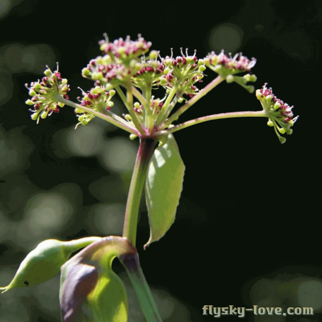바디나물(연삼) 효능