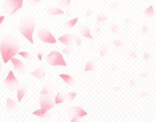경주-벚꽃-개화시기-6