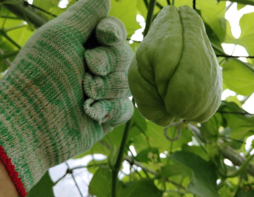 조연농장 차요테