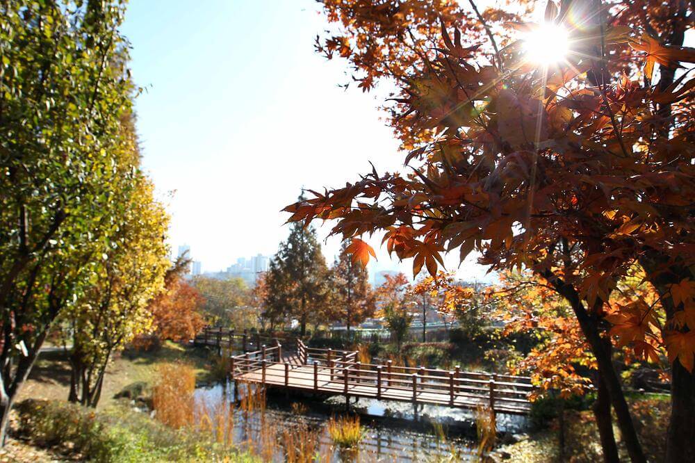 가을 감성 폭발! 인천·부천 단풍 포토존 & 인생샷 명소 추천