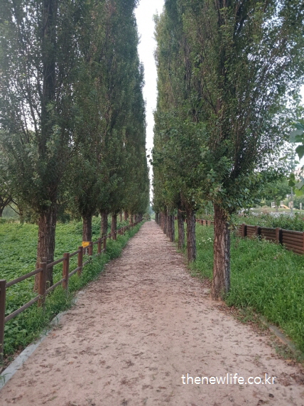 서울 맨발 걷기 좋은 장소 &ndash; 광나루 한강공원의 마사토 맨발 걷기 시작 구간