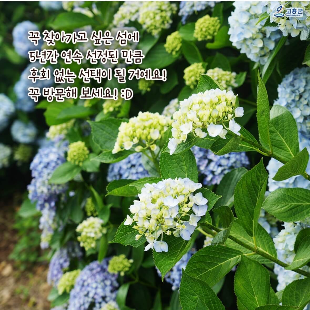 쑥섬 수국축제