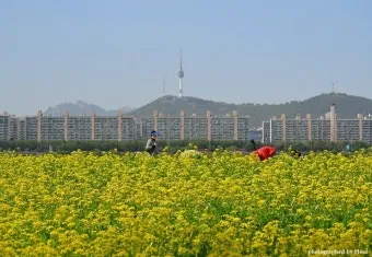 서래섬 유채꽃 축제 2025 서울 봄꽃 명소_10