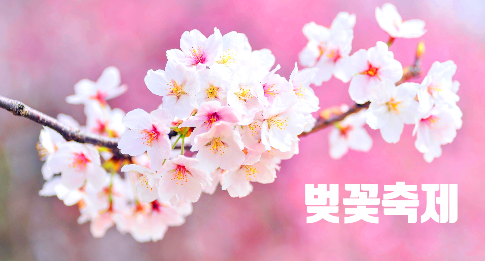 벚꽃축제