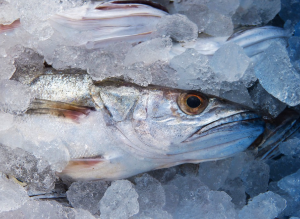 생선 신선하게 보관