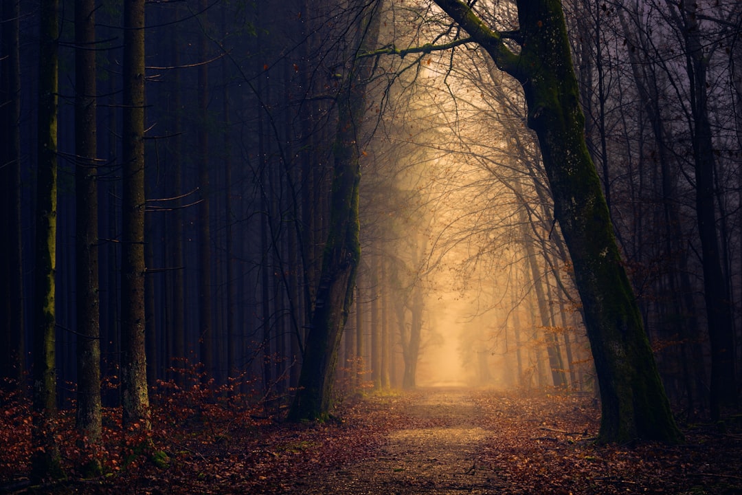 Hwadam Forest