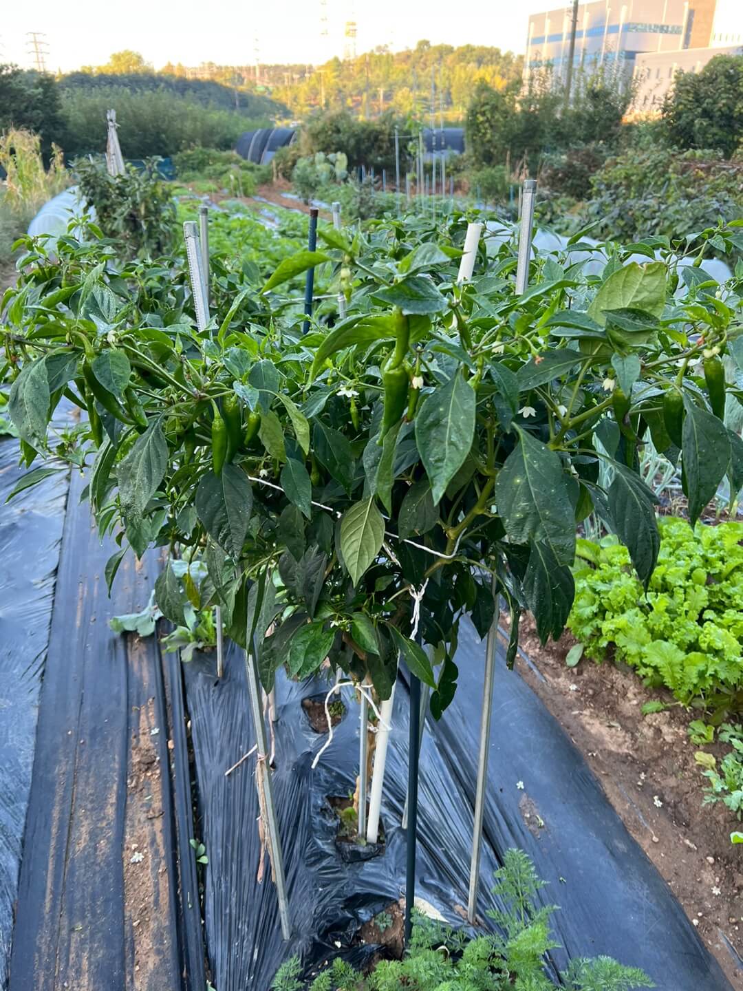 9월의 청양고추