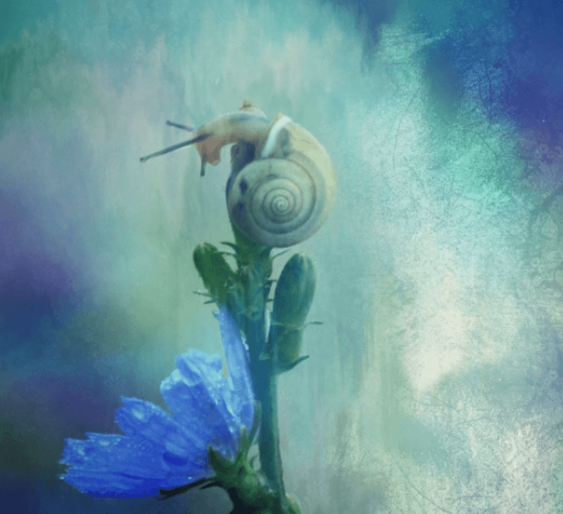 달팽이 일러스트 그림