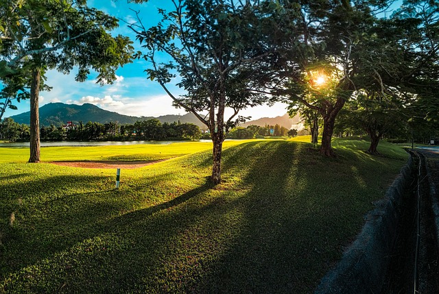나무 사이의 햇살