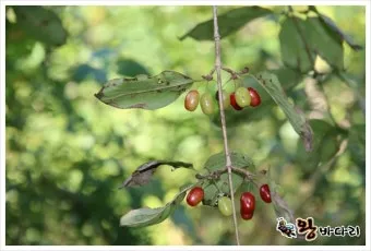 산수유 재배 개화기 관리 결실 유도 열매 건조_32