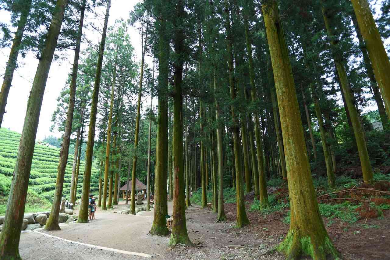 보성 차밭 초겨울 안개의 푸른 언덕 산책 2025 감성 여행