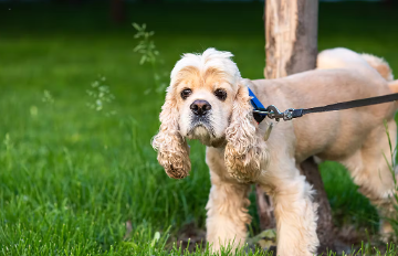 개에게서 '붉은빛 소변(혈뇨)'이 나오는 원인은?