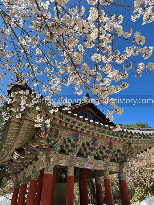 벚나무와 절 사진