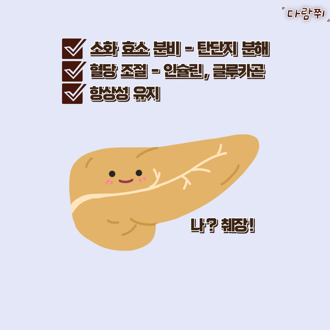 췌장암 초기 증상 – 놓치면 치명적인 경고 신호와 예방법