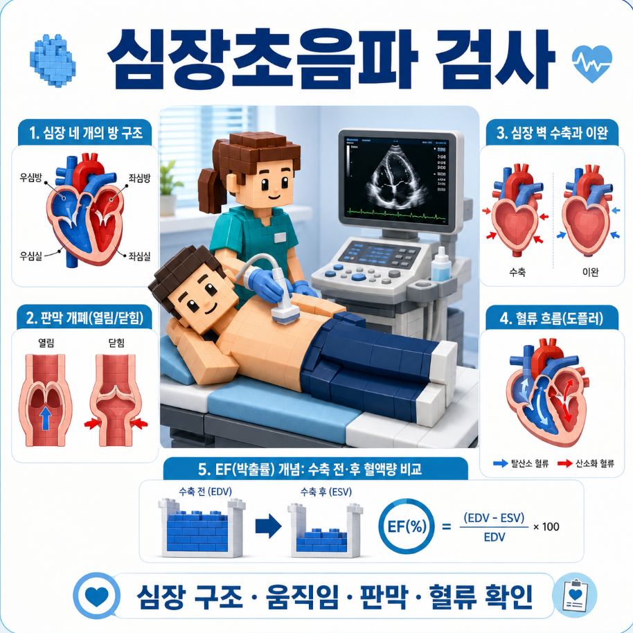 심장초음파 검사를 받는 환자와 심장 구조·판막·혈류를 설명하는 의료 인포그래픽