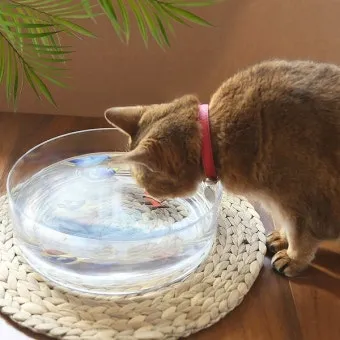 &amp;quot;고양이