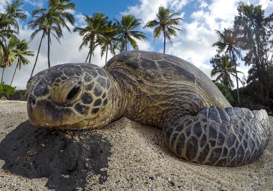 바다거북이가 알을 낳는 꿈을 나타내는 이미지입니다.