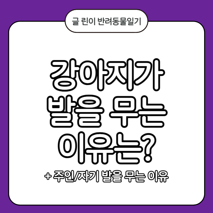 강아지가 발을 무는 이유