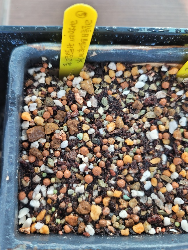 리갈특A (별다섯개) X 라산이네 귀짧은리갈