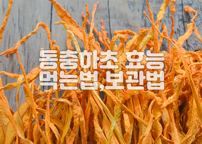 나무바탕에 건조된 동충하초가 놓여져 있다