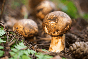 송이버섯 효능02