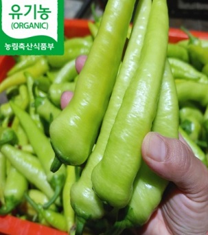 당조고추