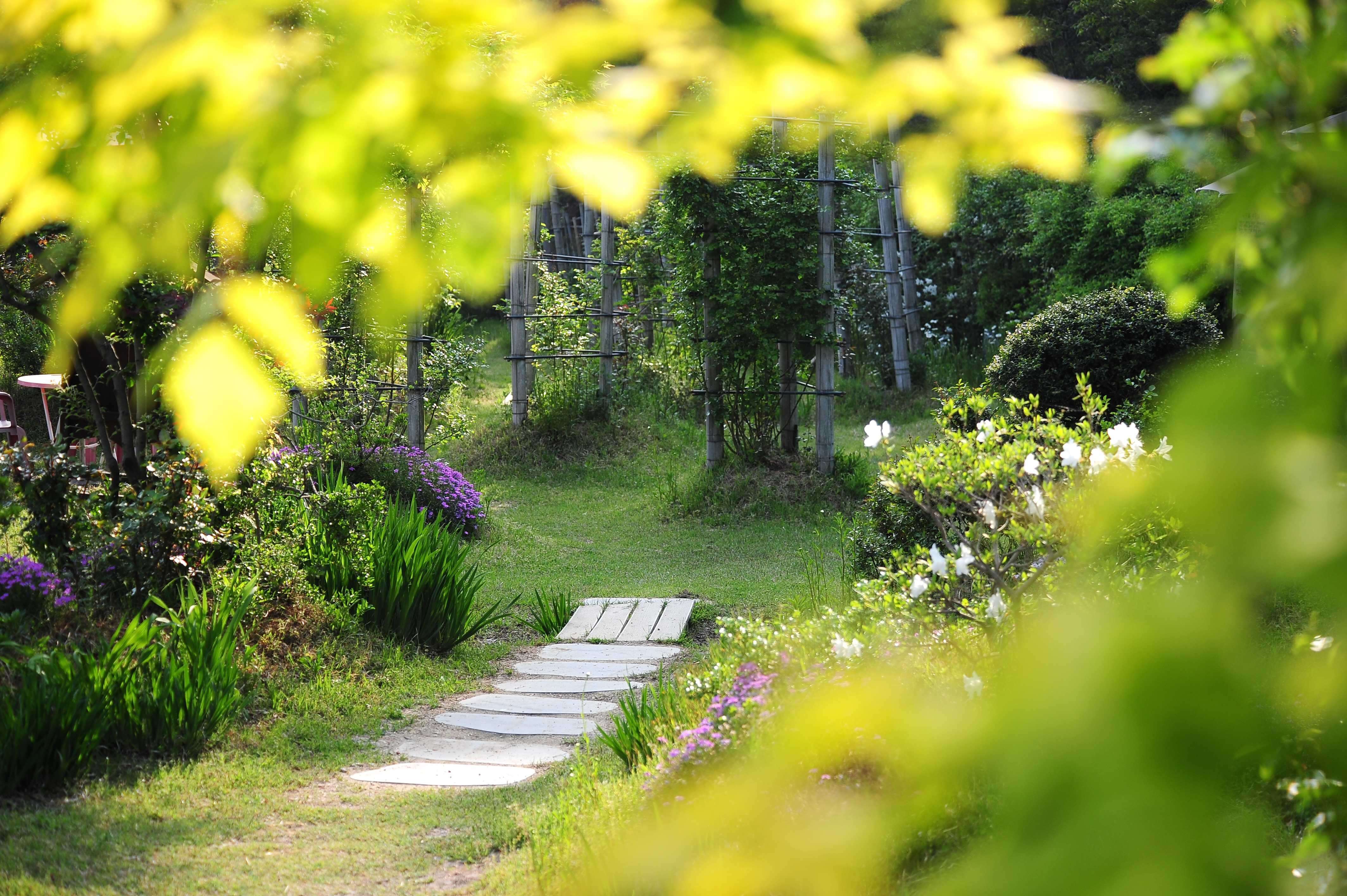 담양 죽화경 데이지 장미축제