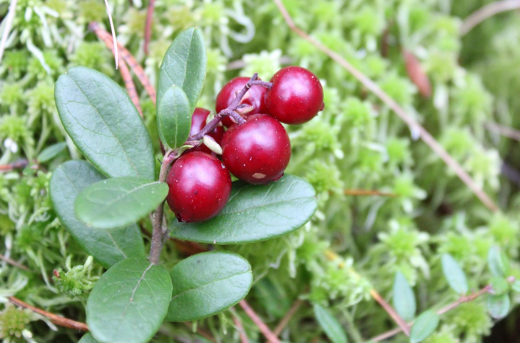북유럽 숲에서 자란 새빨간 열매와 초록색 잎이 어우러진 신선한 링곤베리