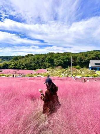 평택 바람새마을 핑크뮬리 가을 여행 인생샷 명소 추천으로 안내_10
