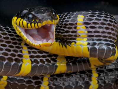 뱀꿈 로또 당첨 의미 꿈해몽 해석