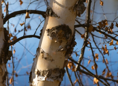 나무에서-자생하는-버섯