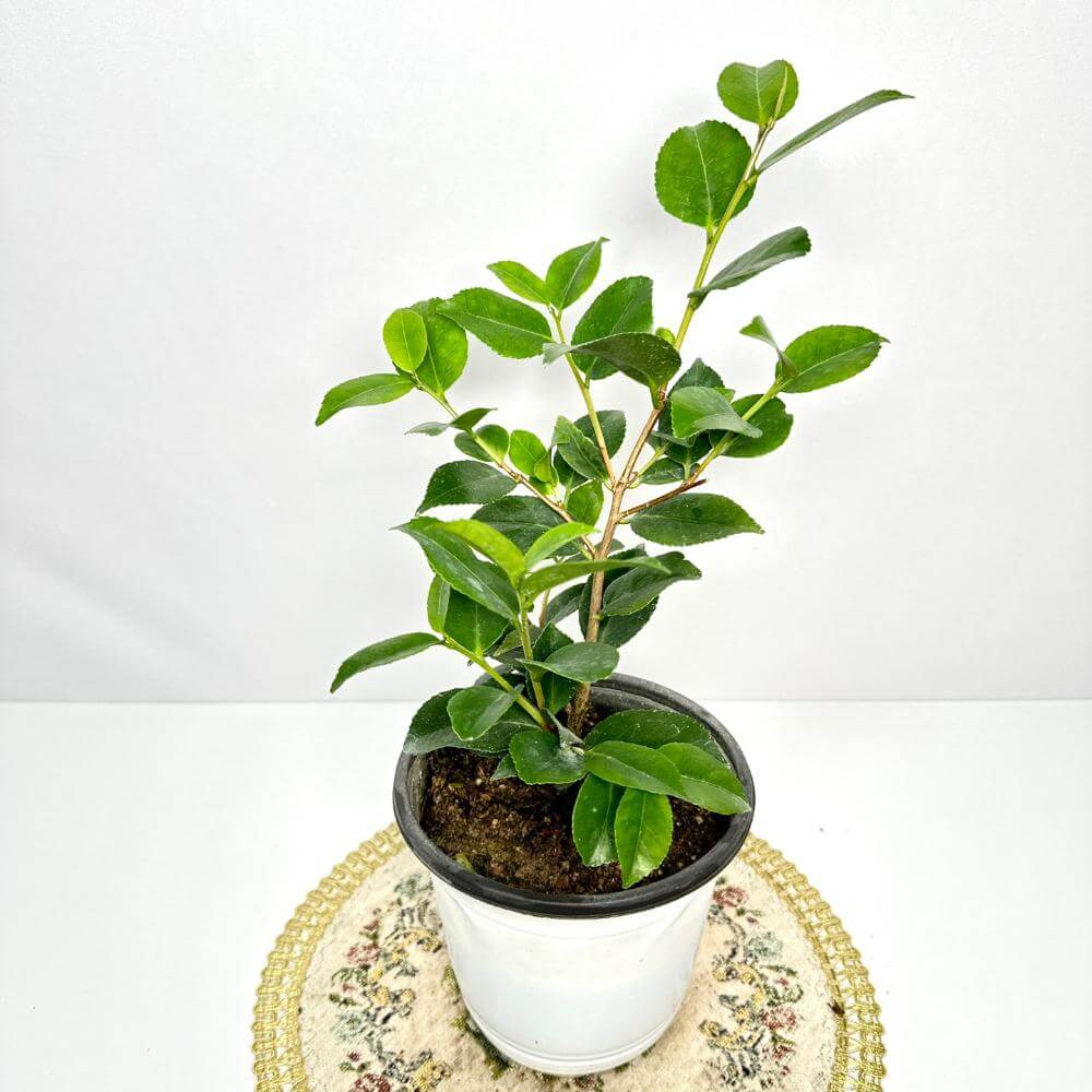 동백나무 키우는방법