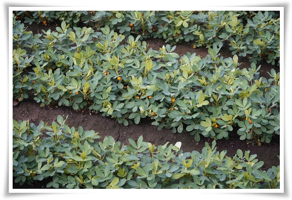 &quot;9월, 땅콩 수확 시작하세요!&quot; 수확 시기/수확/건조/활용법/건강 상 이점