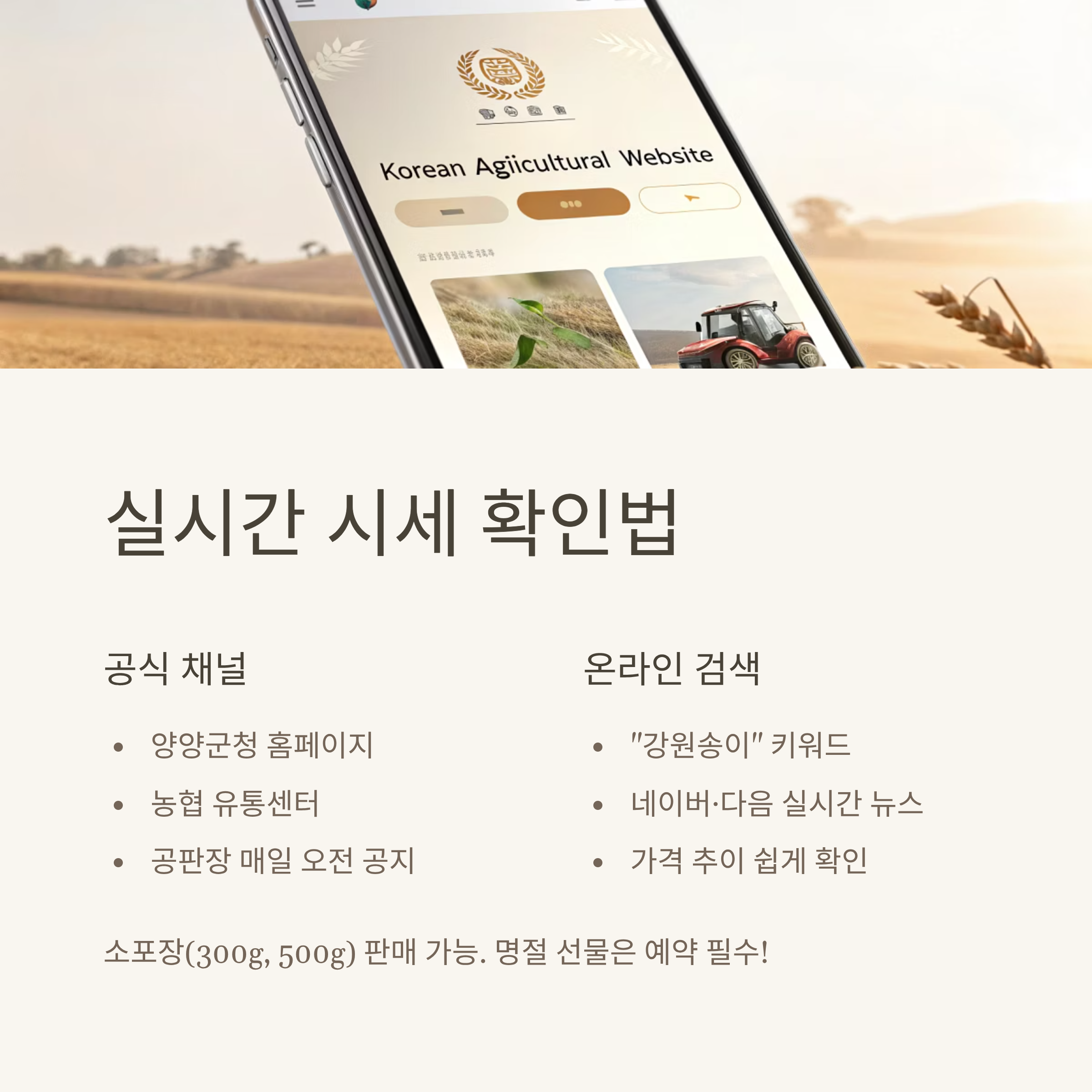 양양 송이버섯 가격 2025 실시간 시세|올해 왜 이렇게 비쌀까? 산지 직송 정보 총정리