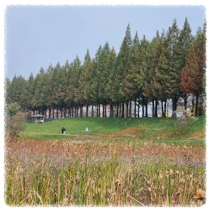 공주 메타세콰이어길