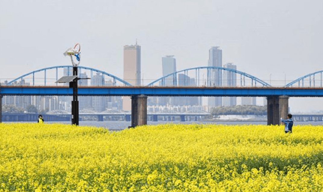 2024 한강 서래섬 유채꽃 축제 프로그램 안내 및 주차장 한강순환관람차 상세 정보