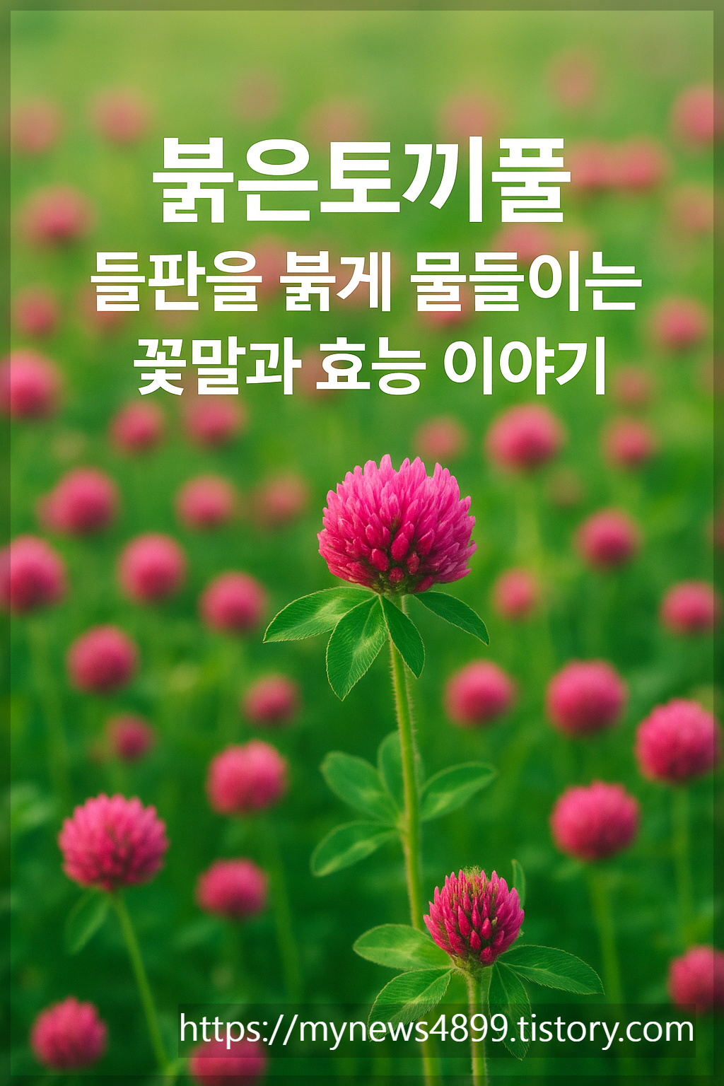 붉은토끼풀 아름다운꽃말과효능/사진