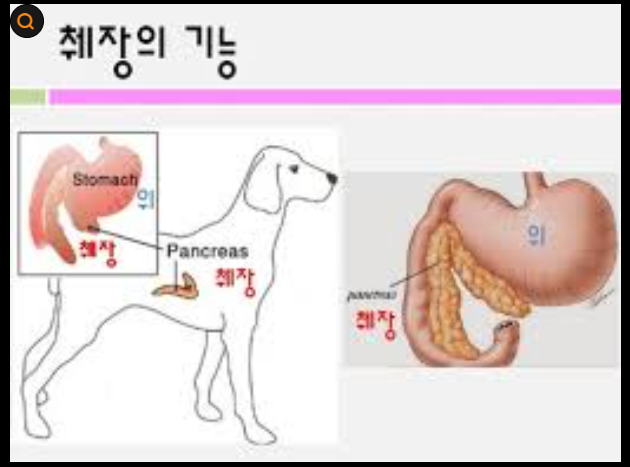 "강아지 췌장염예방"에 좋은 식재료부터 ~회복기 식단까지