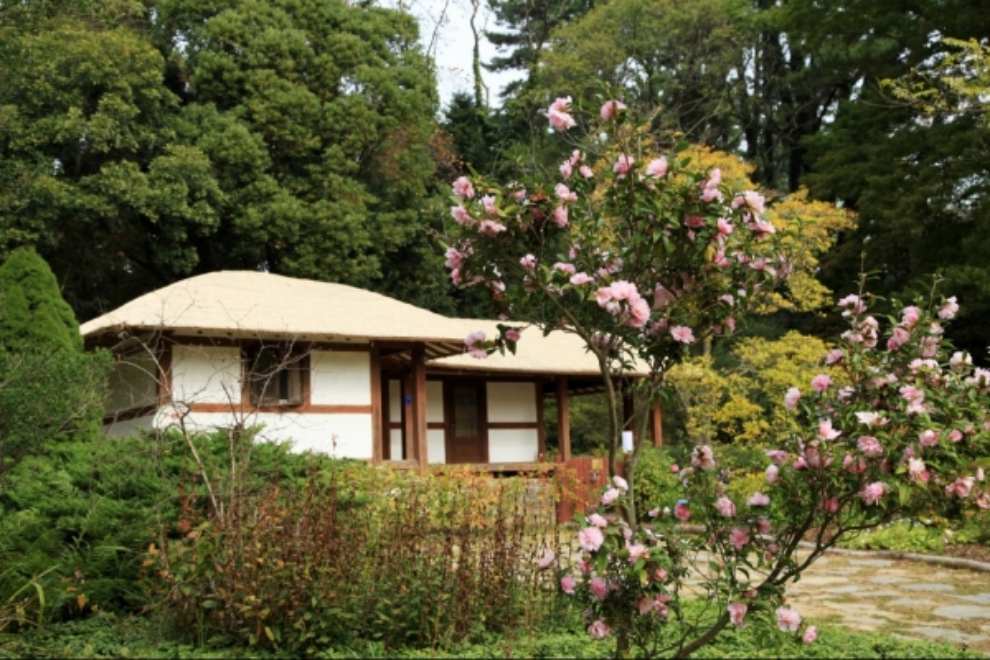 천리포수목원 목련축제