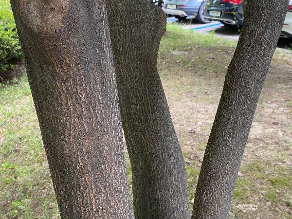 쪽동백나무 수피